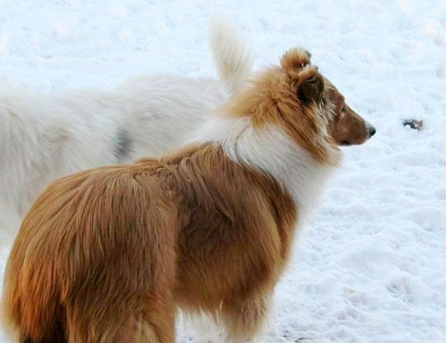 Collection Virtuel Sunbeam ne n/c (Yeux normaux non-porteur) "Jackoby" À 9 Mois 11U- Mâle Pur/sable et blanc, White/fa