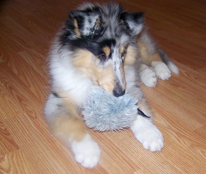 33U Collection Ulysse D.D. Mâle bleu-merle et blanc à 3.5 mois_464