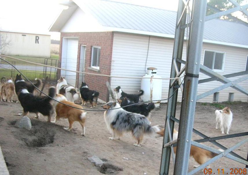 Surprise-Tommy-Caro-Jackoby-Flocon-Lolli-Mélpody-Anna-Eagle-Sunny_DSCN8767