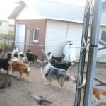 Surprise-Tommy-Caro-Jackoby-Flocon-Lolli-Mélpody-Anna-Eagle-Sunny_DSCN8767