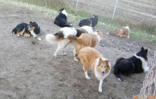 Sunny-Tommy-DSCN8762