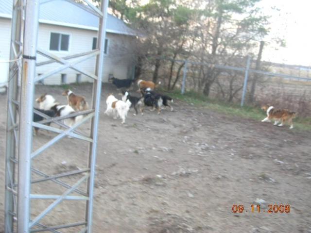 Gang qui courtent pour japper_DSCN8765